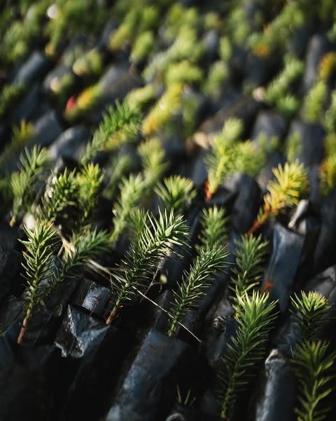 Plantation at Lanín National Park, May 2025