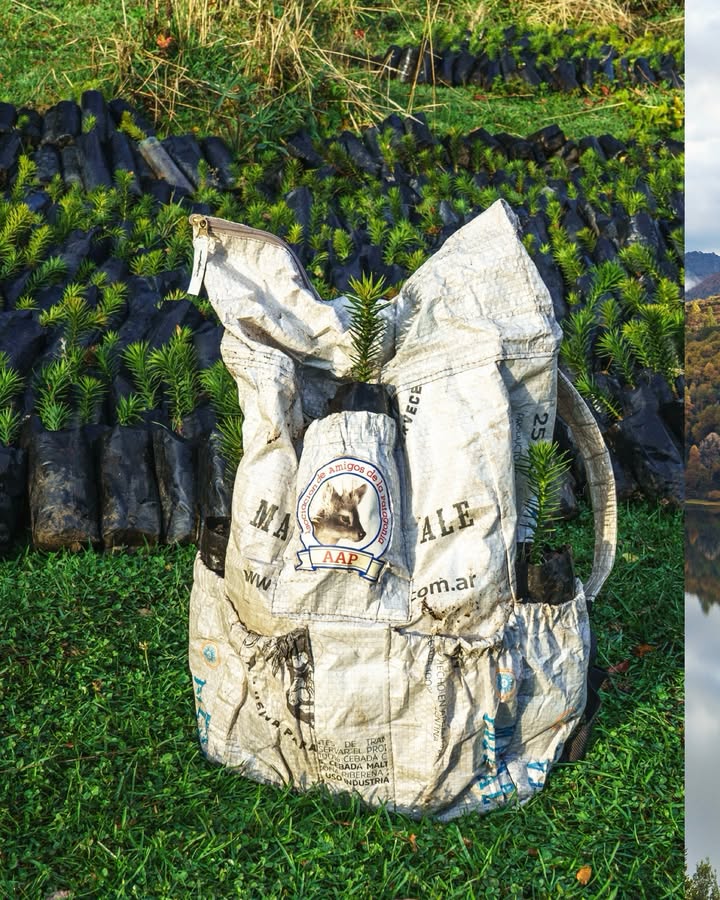 Plantation at Lanín National Park, May 2025