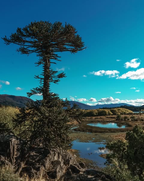 Plantation at Lanín National Park, May 2025