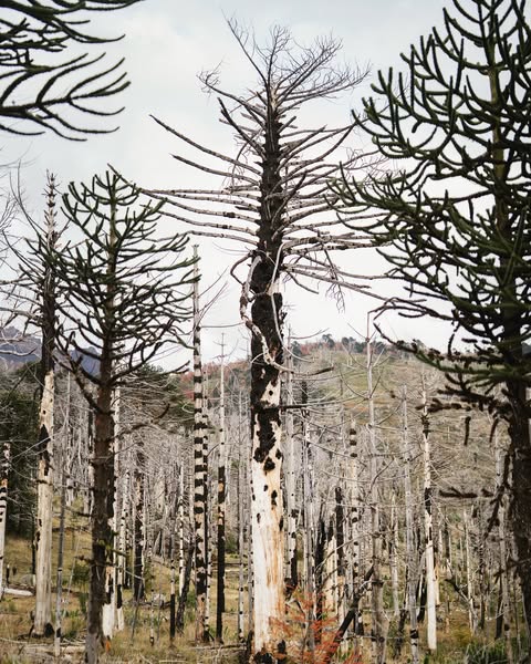 Plantation at Lanín National Park, May 2025