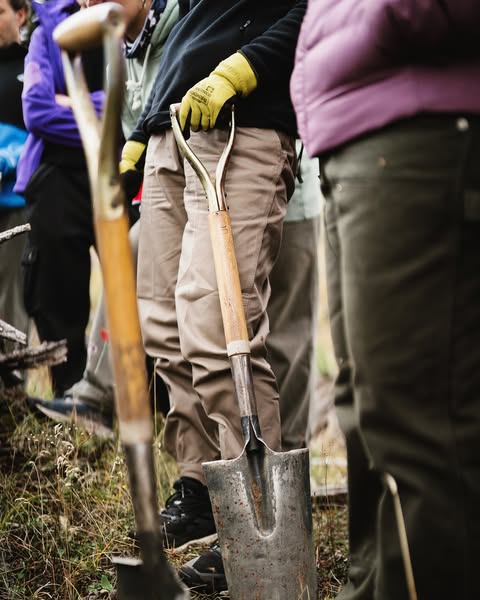 Plantation at Lanín National Park, May 2025
