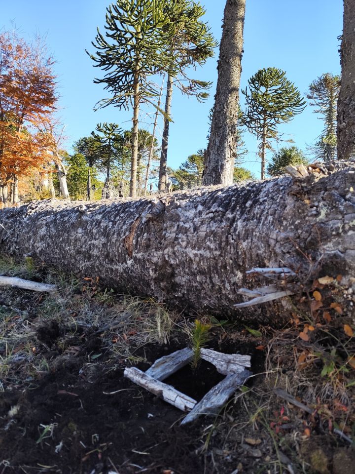 Pewen plantada en el Arroyo Correntoso