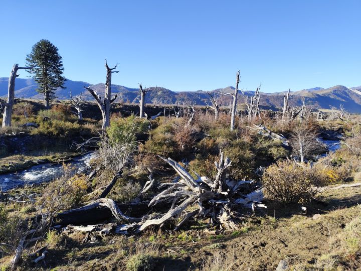 Consecuencia de los incendios