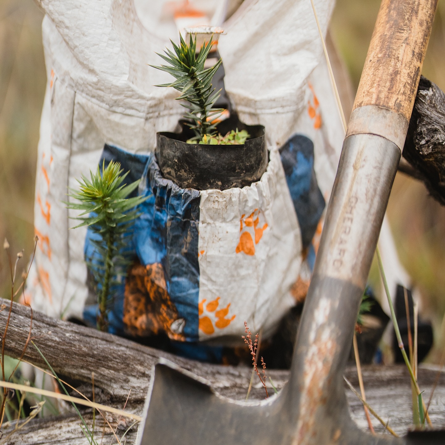 Plantation at Lanín National Park, May 2025
