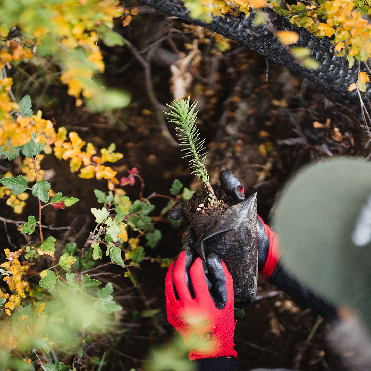Plantation at Lanín National Park, May 2025