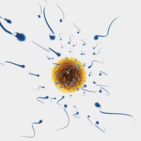 Salud reproductiva en los hombres: espermatozoides